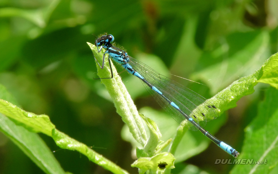 Variable Bluet (Male, Coenagrion pulchellum)